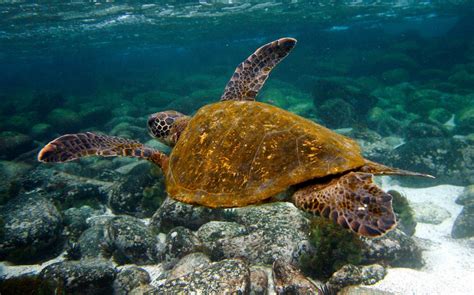 Ecuador Hallan Nido De Tortugas Laúd Especie En Peligro De Extinción