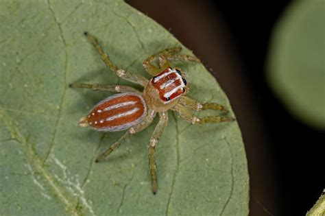 Hormiga Reina C Ctel Alada Hembra Adulta Del G Nero Crematogaster