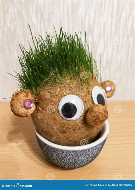 Handmade Doll Oliziukas Experiment For Growing Grass Seeds As Hairs Stock Image Image Of