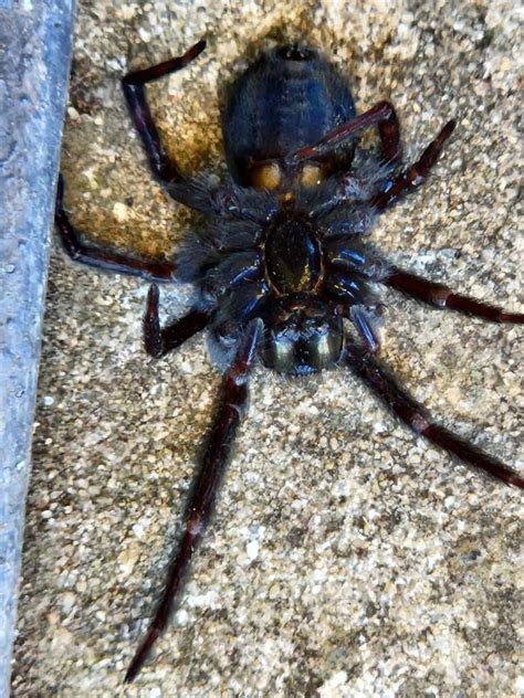 Black House Spider Badumna Insignis Ocg Pest Control Termite