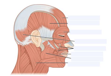 head Diagram | Quizlet