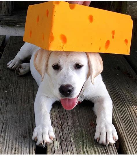 When Cheese Is Life Pets Funny Dogs Cheesehead