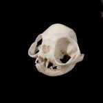 Brachycephalic Persian Cat Skull Replica - OddArticulations, LLC