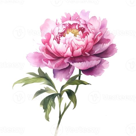 Watercolor Beautiful Peony Flower Illustration 24533504 Png