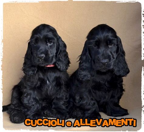 Vendita Cucciolo Cocker Spaniel Inglese Da Allevamento A Milano Cocker