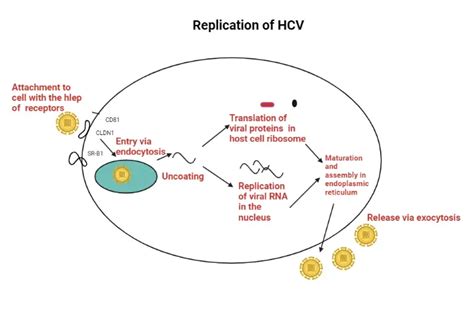 Hepatitis C Virus Structure Pathogenesis And Diagnosis Microbe Online