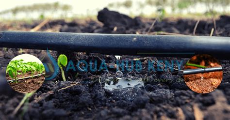 Drip Lines Irrigation In Kenya By Aqua Hub Kenya