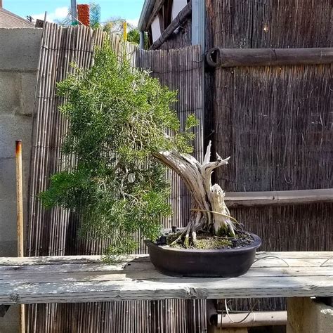 Shop Bonsai Los Angeles Kimura Bonsai Nursery