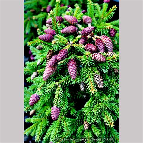 Picea Abies Pusch Dwarf Norway Spruce Dancing Oaks Nursery And Gardens