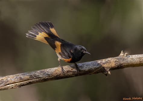 American Redstart Male Hank Halsey Flickr