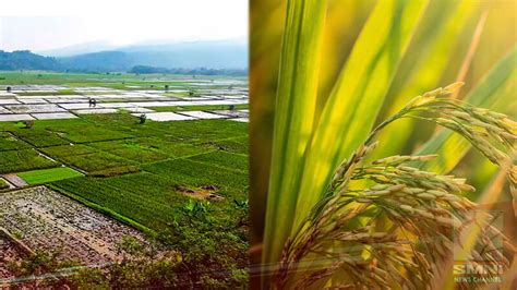 Thailand S Rice Export Target To Exceed Million Tonnes