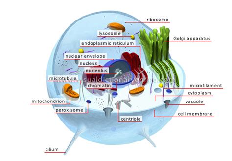 Animal Kingdom Simple Organisms And Echinoderms Animal Cell Image