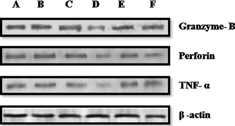 Western Blot Analysis Of Granzyme B Perforin And Tnf α On Spleen Of