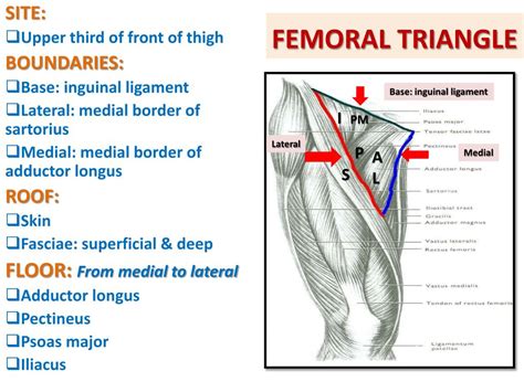 Femoral Ring Anatomy