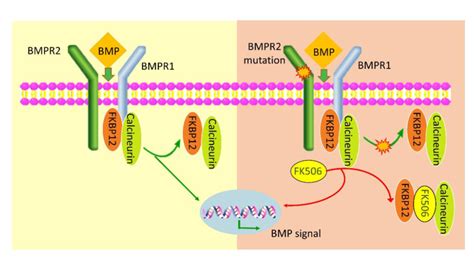 Activation Of Bmp Signaling With Or Without Mutated Bmpr And The