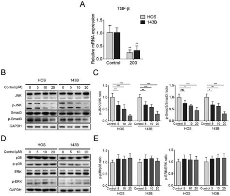 Tgf Inhibitor Repsox Suppresses Osteosarcoma Via The Jnk Smad