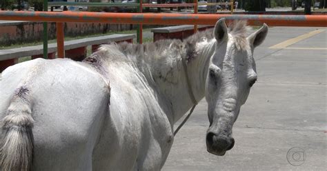 G1 Cavalo vítima de maus tratos é encontrado em bairro do Recife