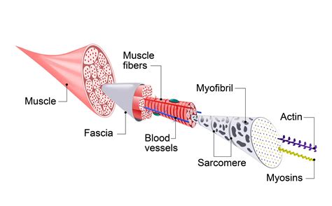 Structure Of Skeletal Muscle Purestretch Stretching And Flexibility