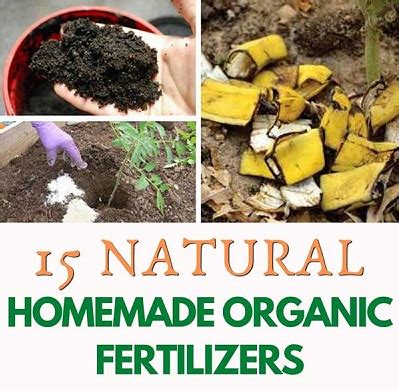 Homemade Fertilizer: 15 Best Organic Recipes for All Plants – DIY ...