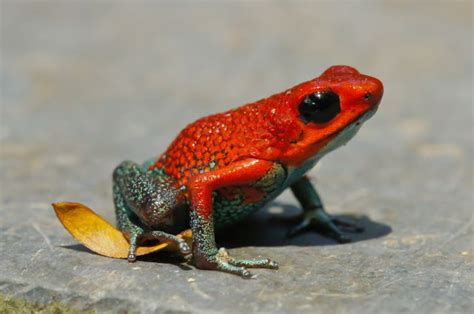 10 Most Poisonous Animals in the World | TOOOPIC