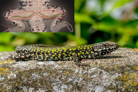 A Male Of Podarcis Muralis And His Femoral Glands Circled In Red Download Scientific Diagram