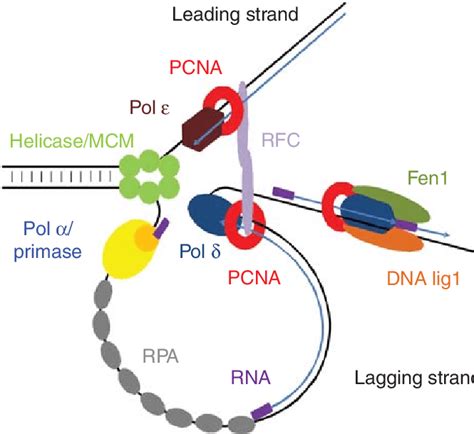 Model Of Eukaryotic Dna Replication Pcna Function In Dna Synthesis A Hot Sex Picture