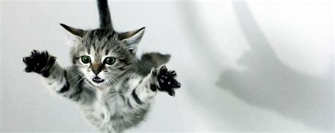 Dual Screen Cat Wallpapers - Top Free Dual Screen Cat Backgrounds - WallpaperAccess