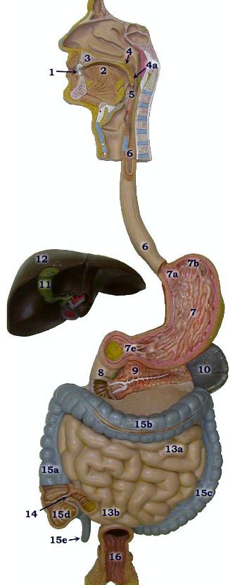 Bctc Bio Digestive System Model Lab Diagram Quizlet