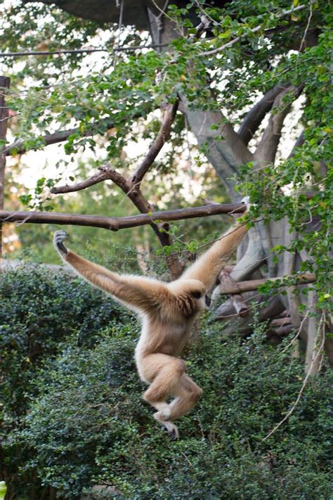 Kleiner Affe Der am Baum Hängt Stockfoto Bild von frau säugetier