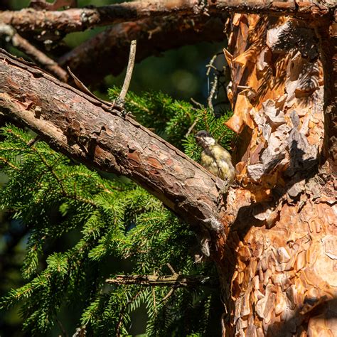 Talitiainen Talitiainen Parus Major Great Flickr