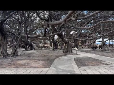 Video Shows Lahaina S Year Old Banyan Tree Smoldering But Still