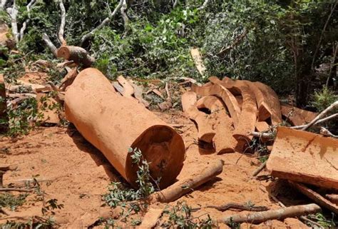 Pma Autua Infrator Em R Mil Por Derrubada De Rvores Para