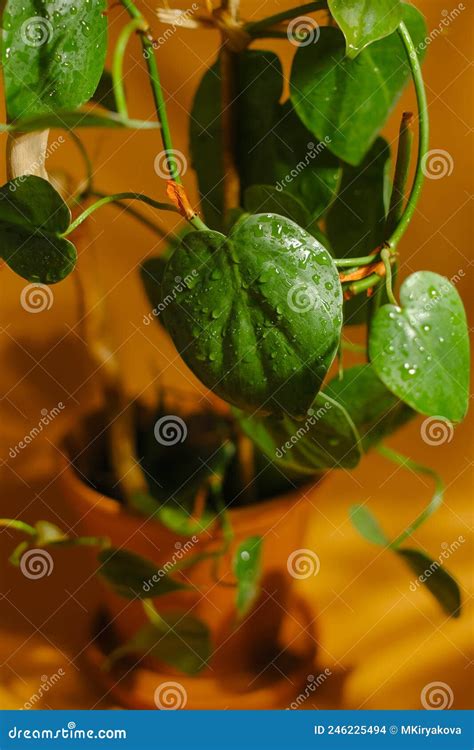 Planta De Hogar Epipremnum Aureum Foto De Archivo Imagen De Cubo