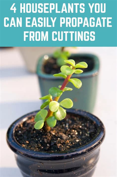 4 Houseplants You Can Easily Propagate From Cuttings Artofit