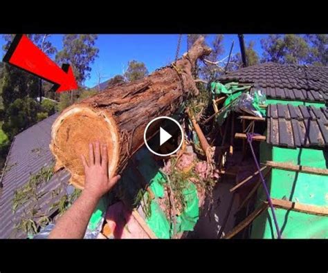 2021 Tree Felling Fails Compilation And Idiots