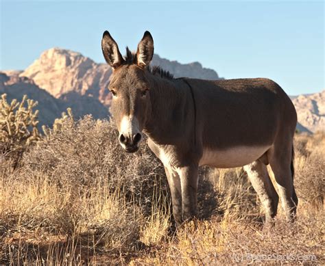 Wild Burros In Red Rock Canyon National Conservation Area Nevada 036