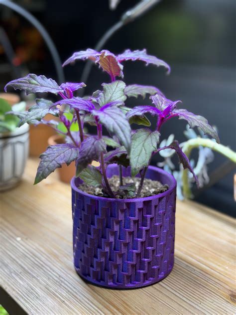 How To Care For Purple Passion Plant Gynura Aurantiaca Flaming Katy