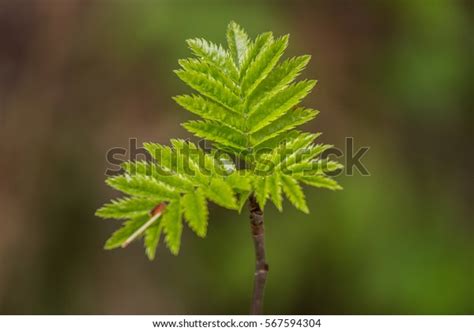 Beautiful Rowan Tree Leaves Spring Natural Stock Photo (Edit Now) 567594304