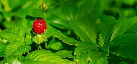 Weeds That Look Like Strawberry Plants With Pictures Care For Your Lawn