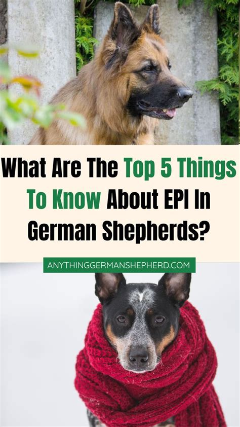 What Are The Top 5 Things To Know About Epi In German Shepherds