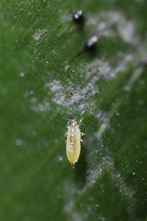 Thrips on Houseplants: A Gallery – House Plant Journal