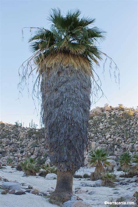 California fan palm, Washingtonia filifera – Biodiversity Atlas of LA