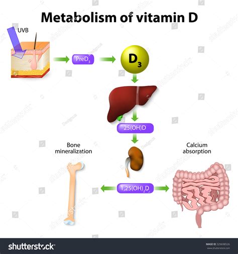 1,015 Vitamin d metabolism Images, Stock Photos & Vectors | Shutterstock