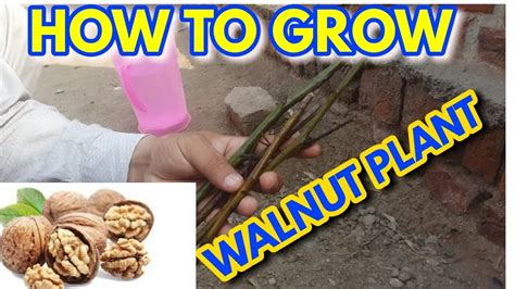 Growing Walnut Trees From Seed Fast How To Grow Walnuts Youtube