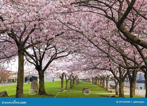 Rows Of Cherry Blossom Trees In Spring Stock Image Image Of United 5d9