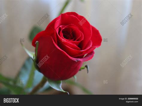 Beautiful Red Roses Image And Photo Free Trial Bigstock