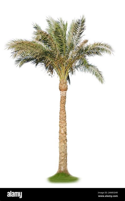 Palm Tree White Background Hi Res Stock Photography And Images Alamy