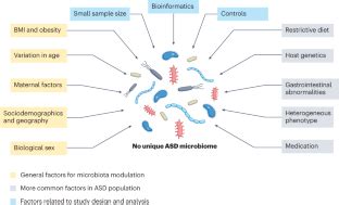 Autism Spectrum Disorders And The Gastrointestinal Tract Insights Into