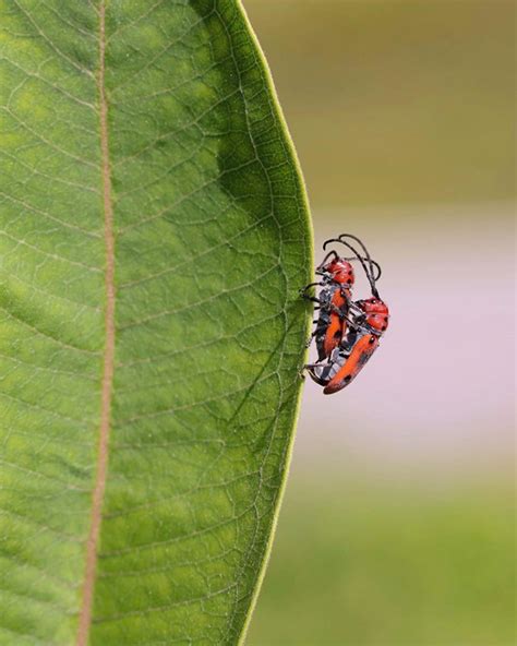 The Worlds Most Romantic Gallery Of Insect Sex Design You Trust