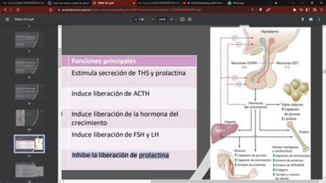 Fichas de aprendizaje Fisiología Sesión 10 Quizlet